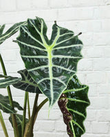 Elephant Ear Alocasia Plant