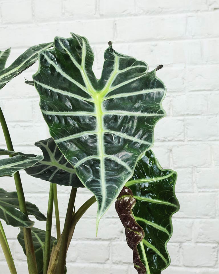 Elephant Ear Alocasia Plant