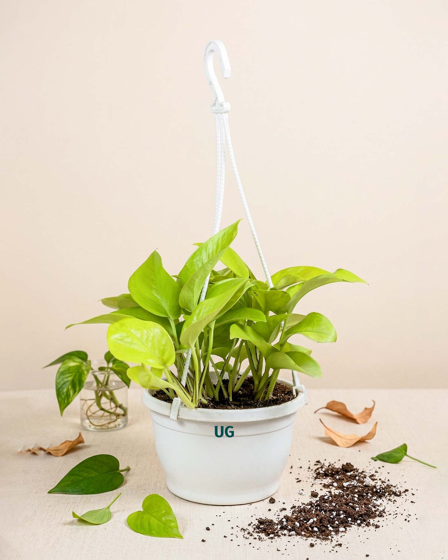 Golden Money Plant in hanging basket