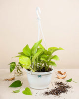 Golden Money Plant in hanging basket