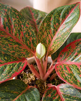 Aglaonema Stardust