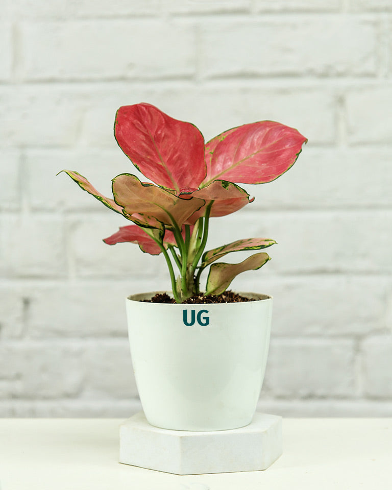 Aglaonema Pink