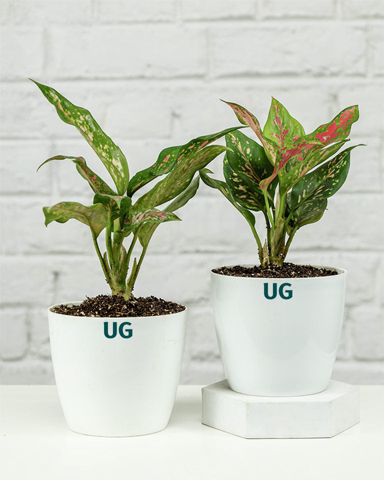 Aglaonema Anjuman