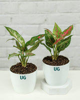 Online plant