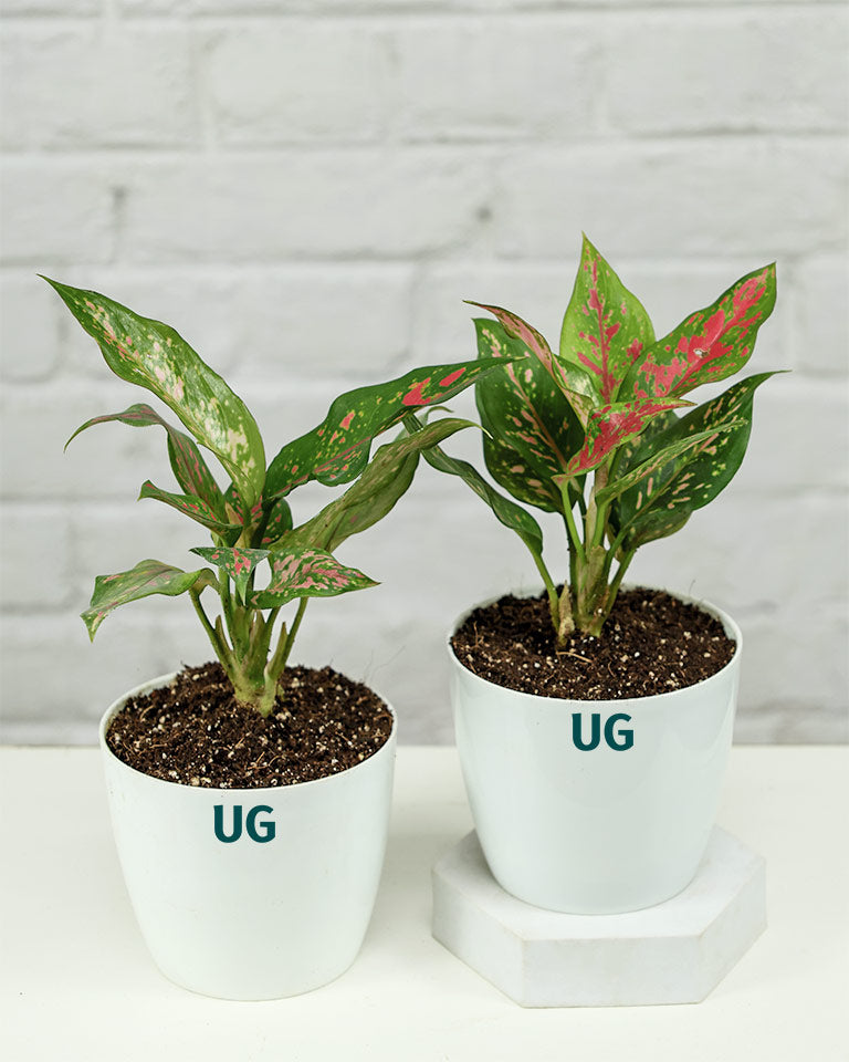 Online plant