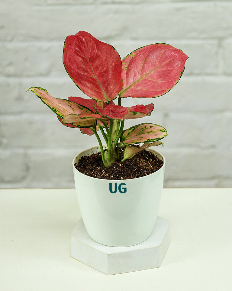 Aglaonema Pink