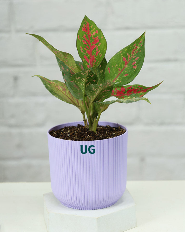 Aglaonema Anjuman