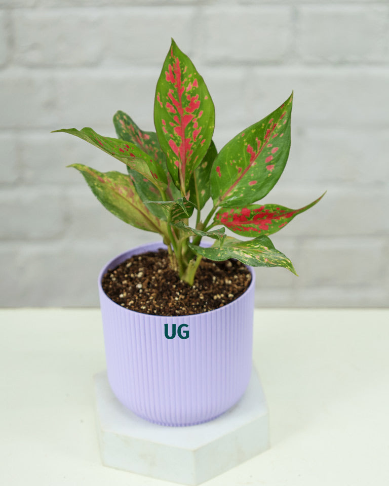 Aglaonema Anjuman