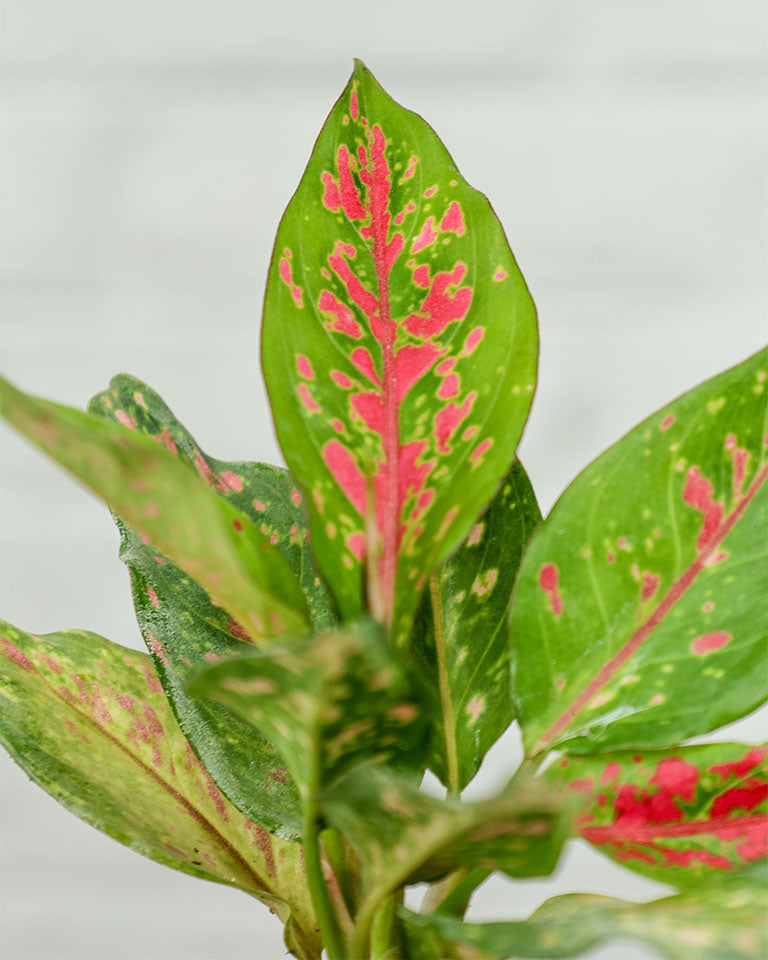Aglaonema Anjuman