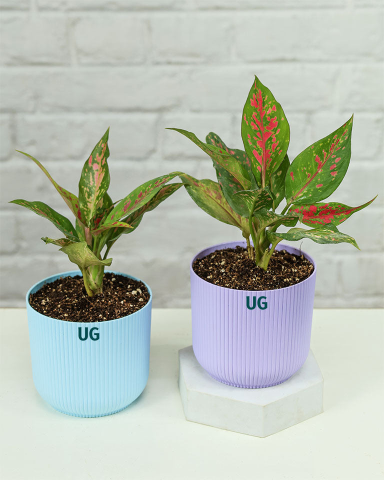 Aglaonema Anjuman