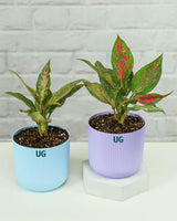Aglaonema Anjuman