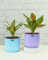 Aglaonema Anjuman