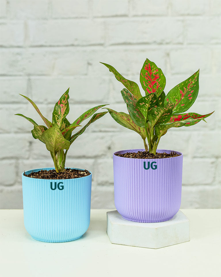Aglaonema Anjuman