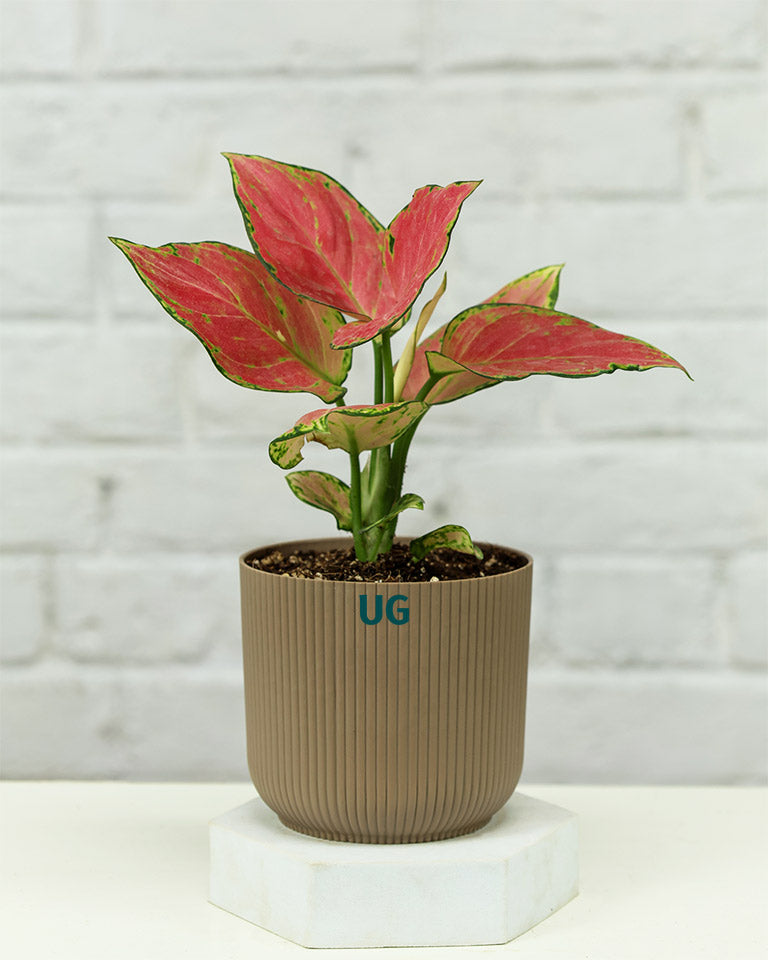 Aglaonema Pink