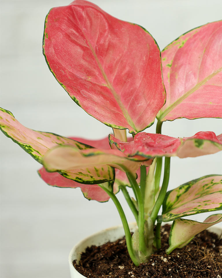 Aglaonema Pink
