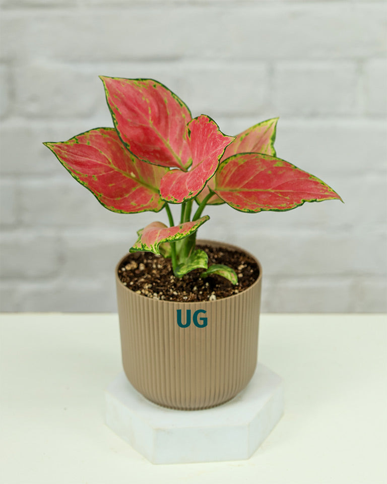 Aglaonema Pink