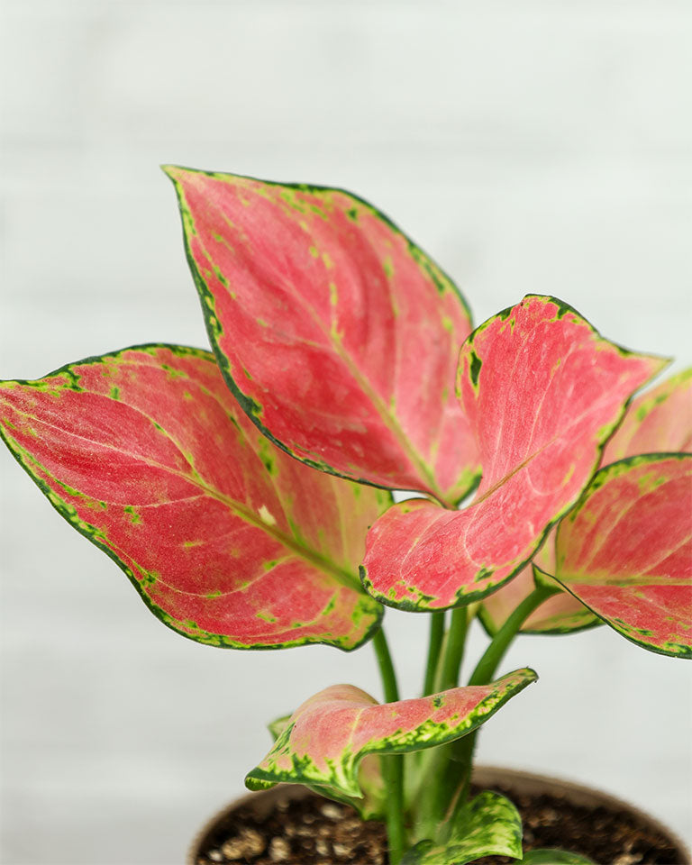 Aglaonema Pink
