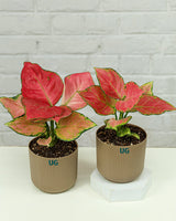 Aglaonema Pink