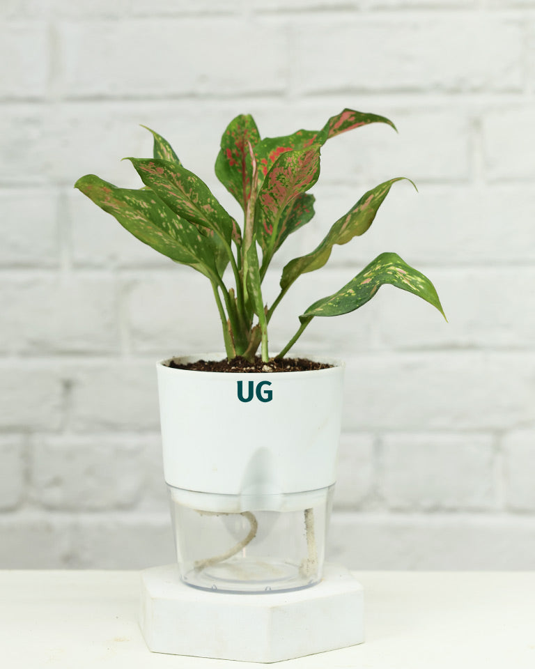 Aglaonema Anjuman