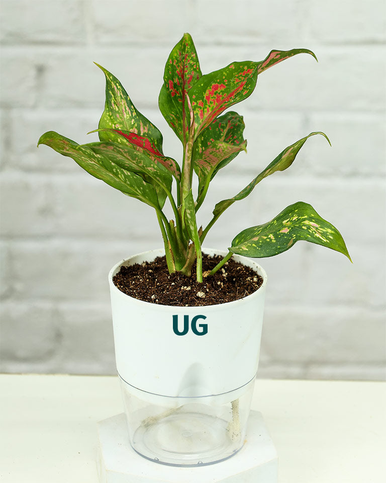 Aglaonema Anjuman