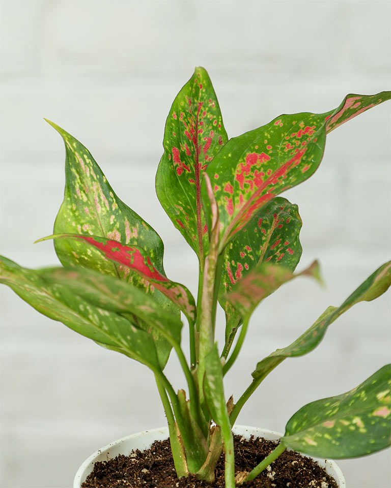 Aglaonema Anjuman