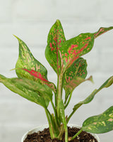Aglaonema Anjuman