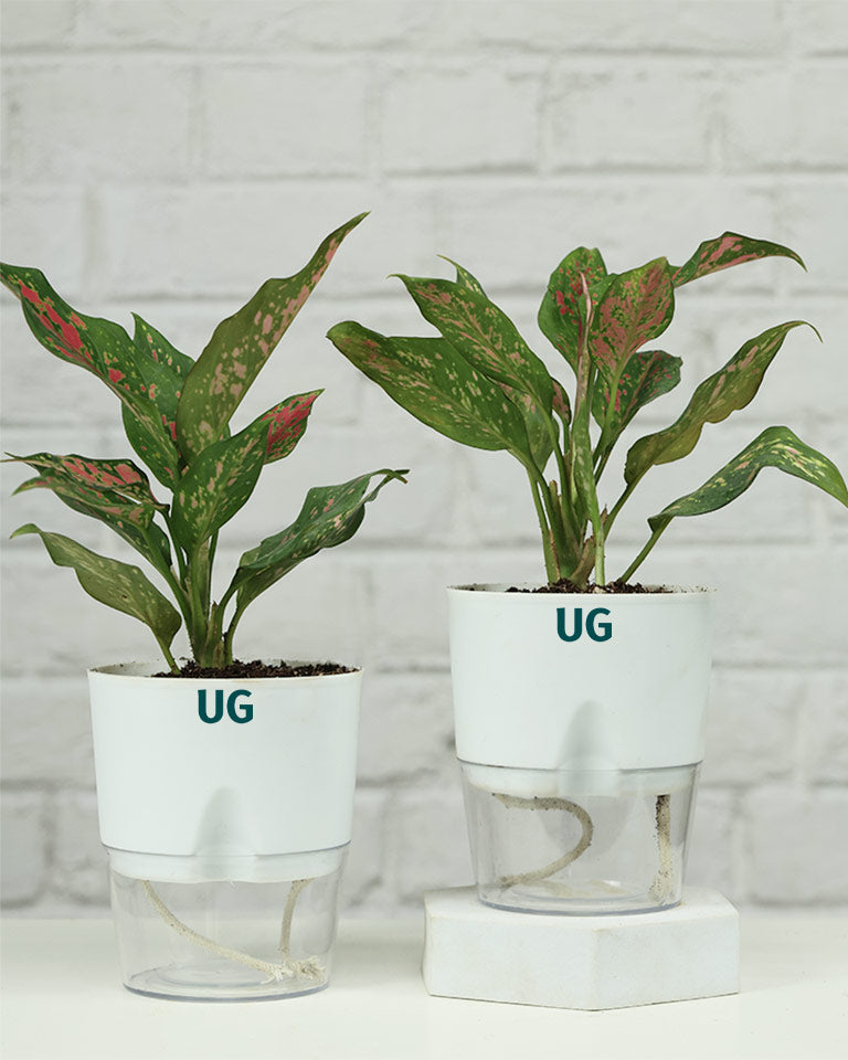 Aglaonema Anjuman