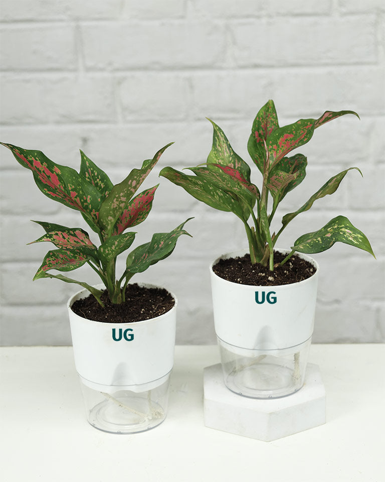 Aglaonema Anjuman