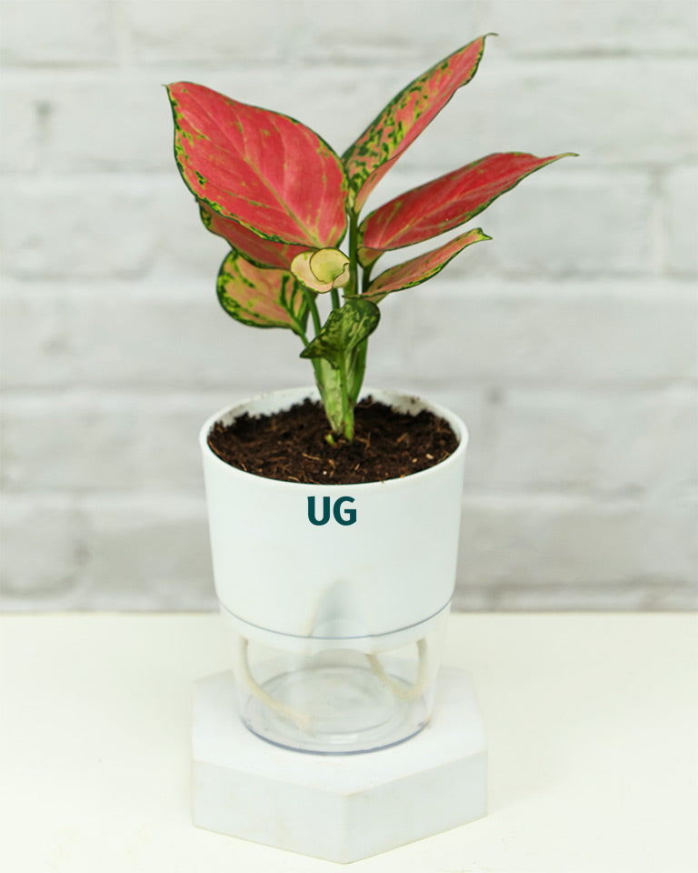 Aglaonema Pink