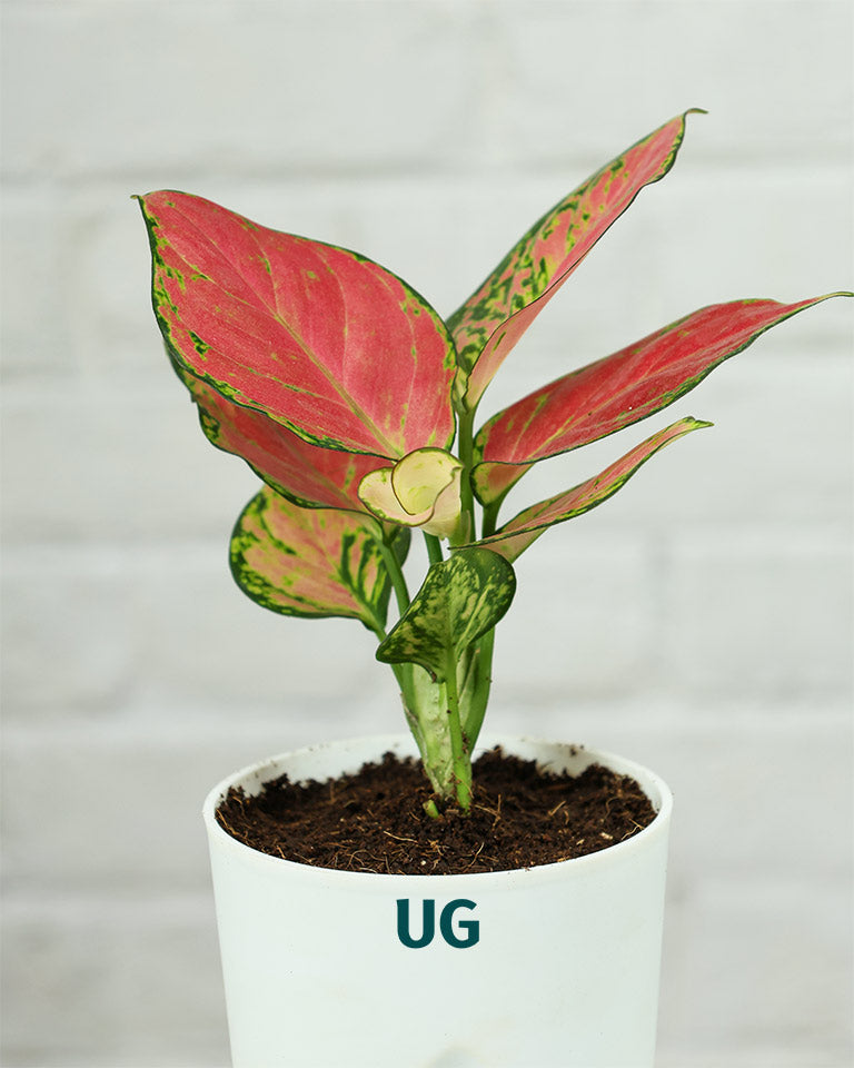 Aglaonema Pink