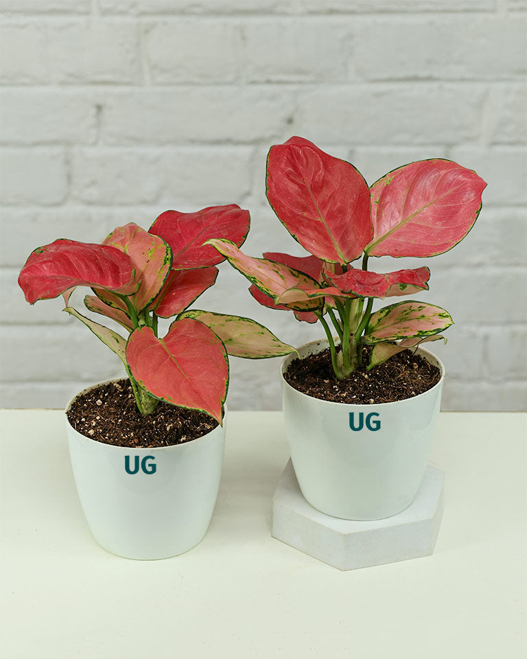 Aglaonema Pink