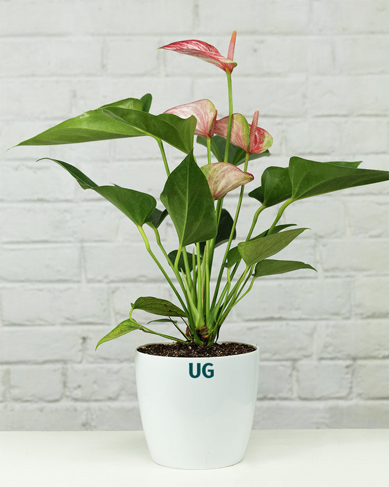 Anthurium Candy Cane – Exotic Indoor Flowering Plant