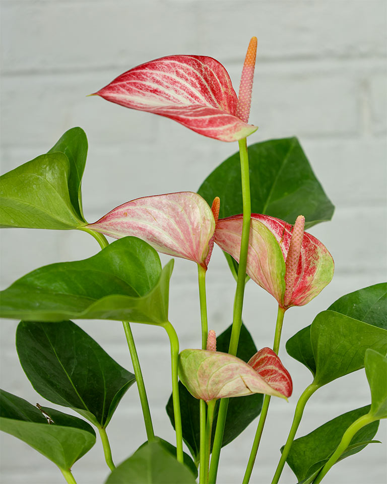 Anthurium Candy Cane