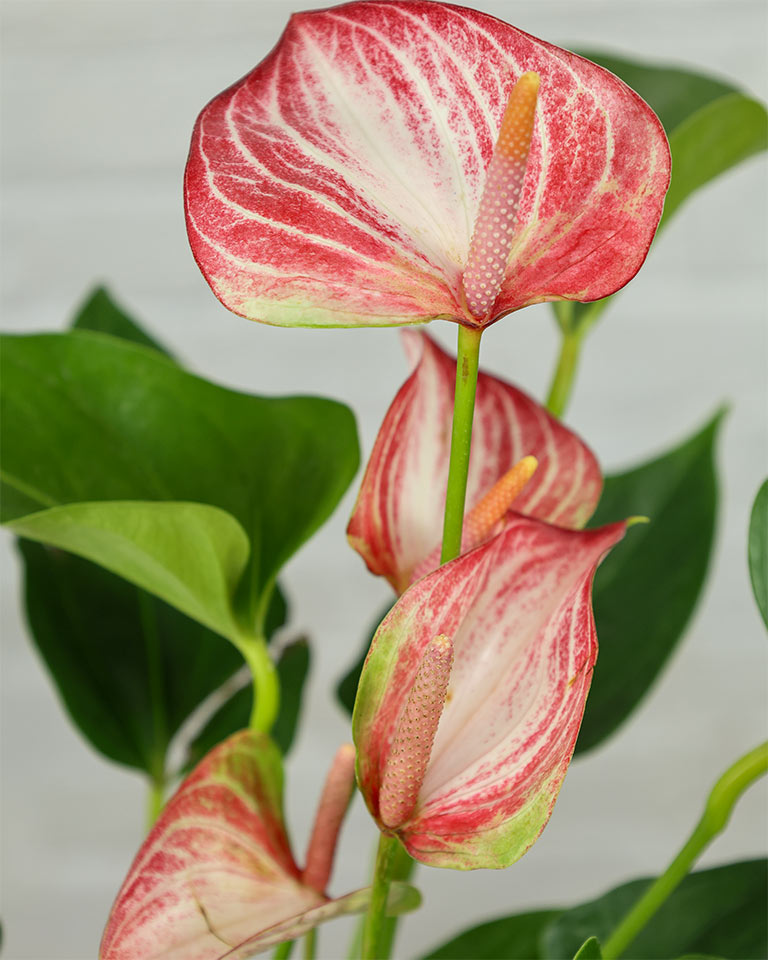 Anthurium Candy Cane – Exotic Indoor Flowering Plant