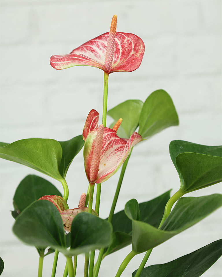 Anthurium Candy Cane