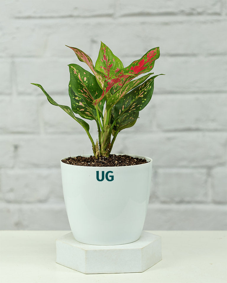 Aglaonema Anjuman