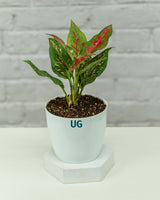 Indoor plant online