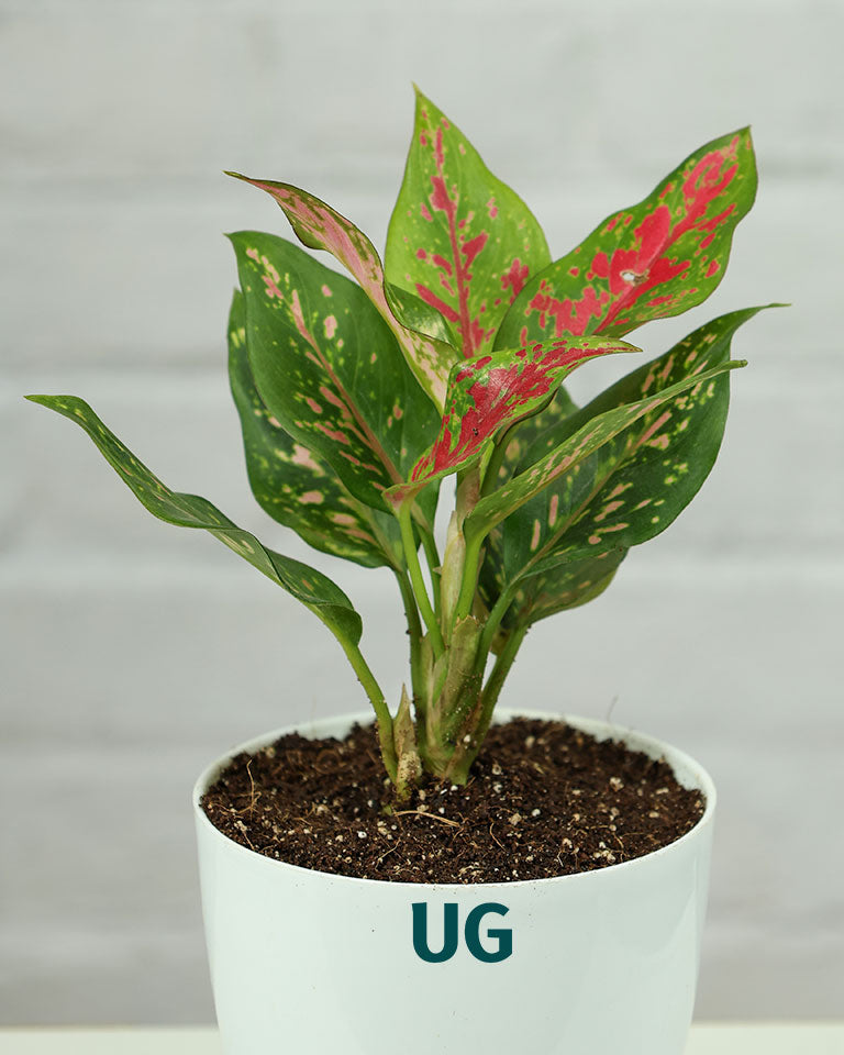 Aglaonema Anjuman