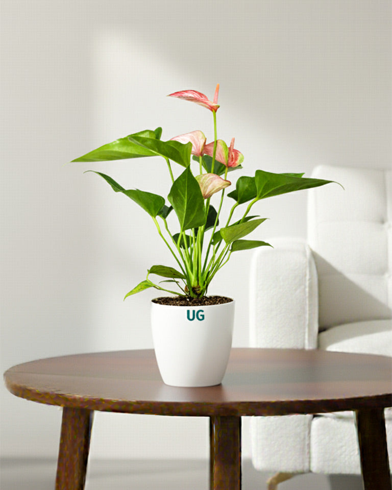 Anthurium Candy Cane