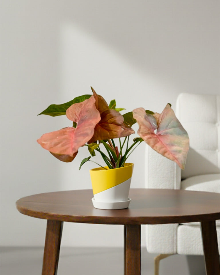 Syngonium Pink Plant