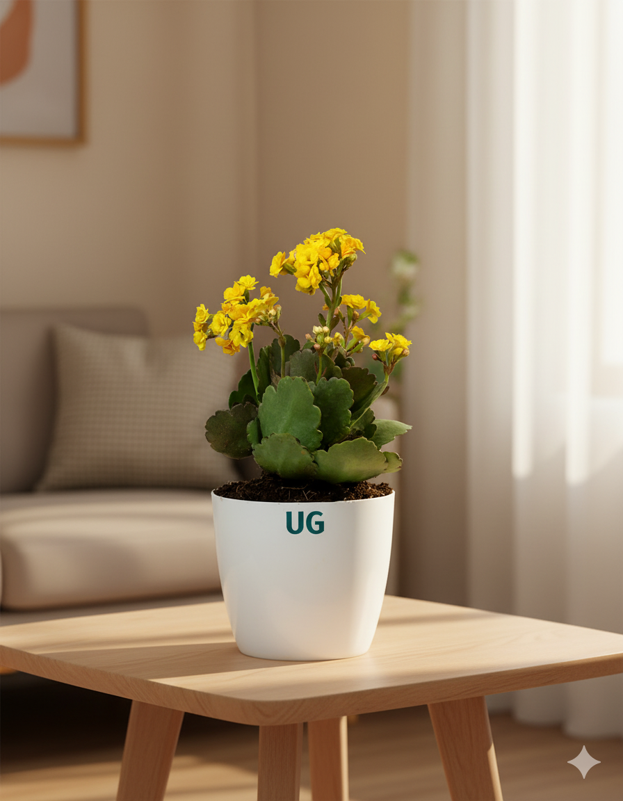 Kalanchoe Plant – Vibrant Blooms of Joy and Endurance