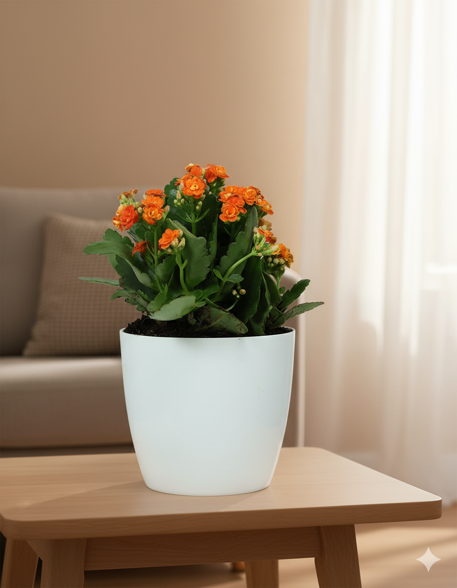 Kalanchoe Plant – Vibrant Blooms of Joy and Endurance