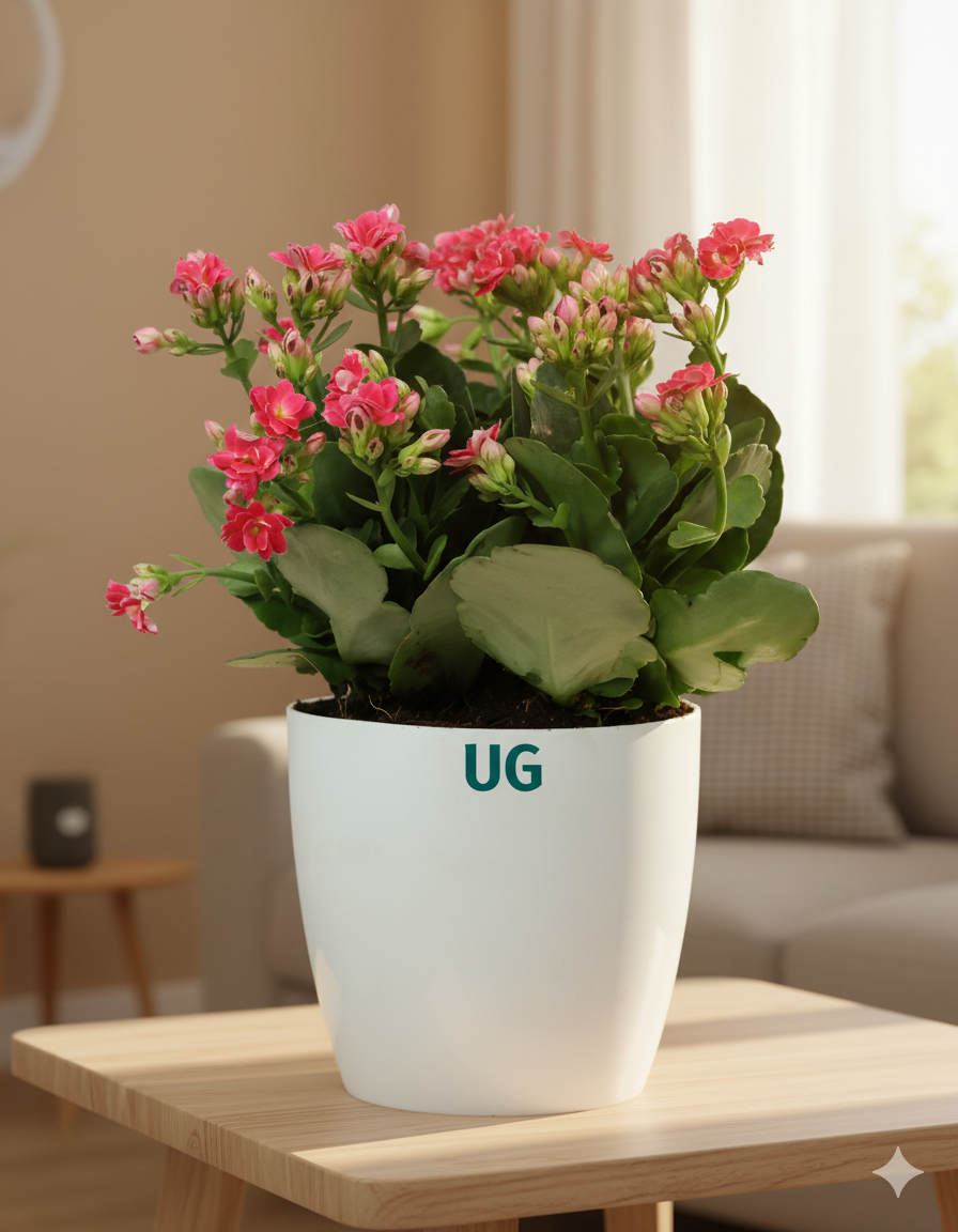 Kalanchoe Plant – Vibrant Blooms of Joy and Endurance