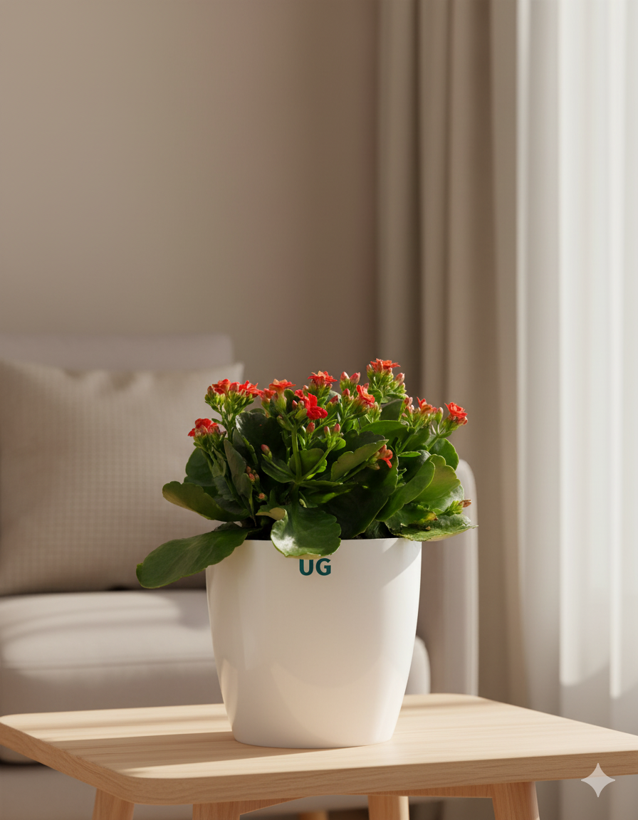 Kalanchoe Plant – Vibrant Blooms of Joy and Endurance