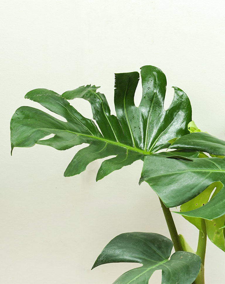 Monstera Deliciosa