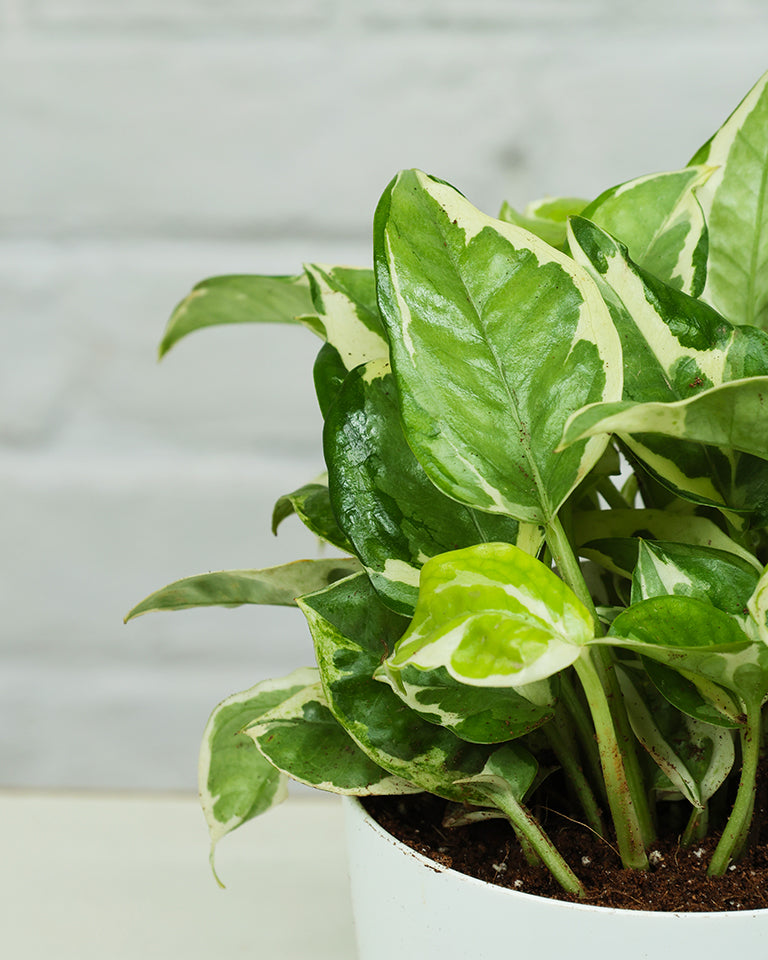 N'joy Money Plant