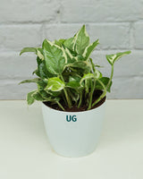 N'joy Money Plant