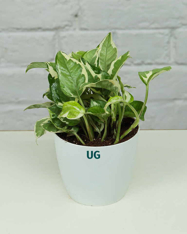 N'joy Money Plant
