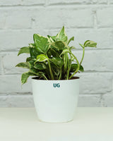 N'joy Money Plant