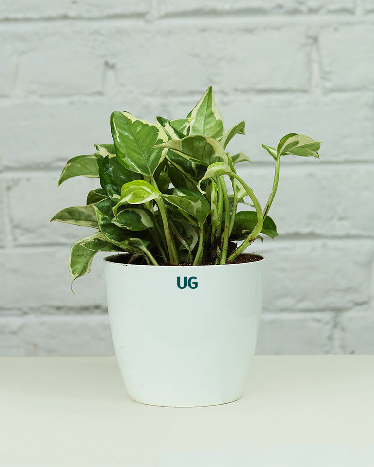 N'joy Money Plant